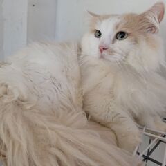 ミヌエット 短足 男の子