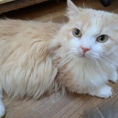 ミヌエット 短足 男の子