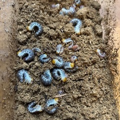 キンオニクワガタ　幼虫10匹セット