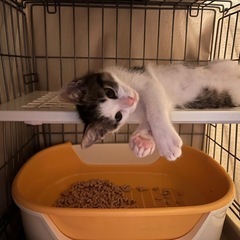 白キジ　子猫の里親募集