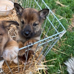 里親募集🐶環境の変化により飼えなくなってしまいました
