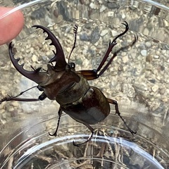 クワガタ配ります！の画像