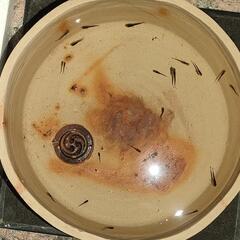 ②メダカ　オロチ　稚魚（1cm前後）20匹＋α（ご希望の方おまけ）の画像