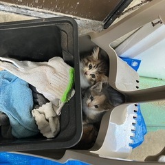 子猫2匹