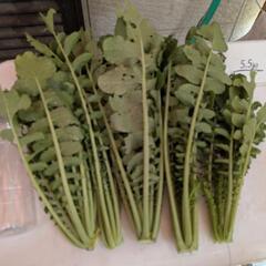 [無農薬]　大根の葉っぱ