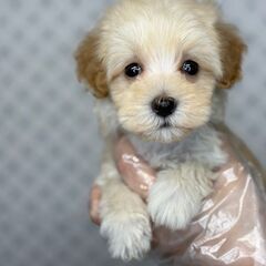【特典あり‼︎】総額16万円　優しい！優しい！女の子