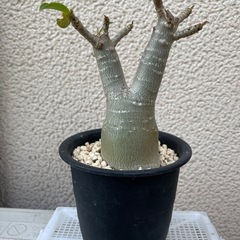 アデニウム　植物