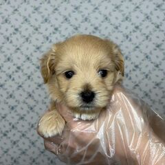 【特典あり‼︎】総額15万円　喜怒哀楽しっかり意思表示して…