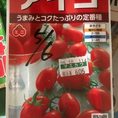 トマト・アイコ苗・１１本