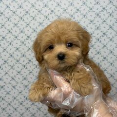 【特典あり‼︎】総額16万円　面白い不思議ちゃんな性格の子