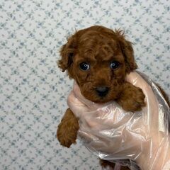 【特典あり‼︎】総額14万円　色素しっかり濃い２匹兄弟⭐︎弟