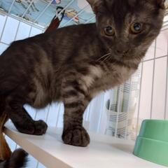 【保護猫の里親募集】ライムくん　ブラックスモークオス
