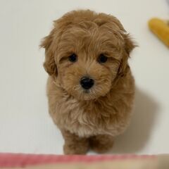【特典あり!!】総額11万円　色素しっかり！むちむちボディー