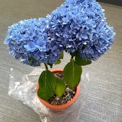 （今すぐ)植物