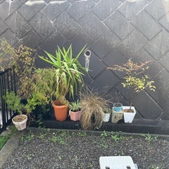 観葉植物、ガーデニング　差し上げます