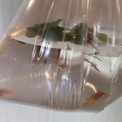 涼やかなメダカ   5匹 