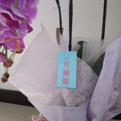 光触媒 Elegant flowerの画像