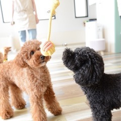 【ペットホテル】ワンちゃんの送迎・お世話補助