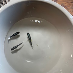 メダカ針子(ミッドナイトフリル体外光)の画像