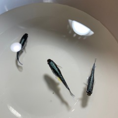 メダカ針子(ミッドナイトフリル体外光)の画像