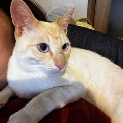 【緊急】猫(オス２歳くらい)譲ります - 猫