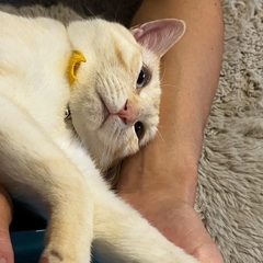 猫　お譲りします