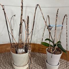 胡蝶蘭の鉢　支柱、受け皿付き