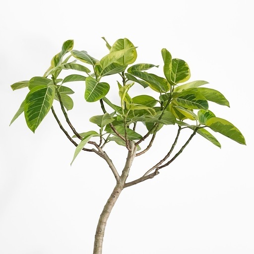 観葉植物 フィカス アルテシマ