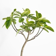 観葉植物 フィカス アルテシマの画像