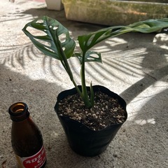 マドカズラ　　の画像