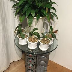 Mベンツ世界レベルのオブジエ-117エンジンアルミブロツクベース-ベンツマニア必見の画像