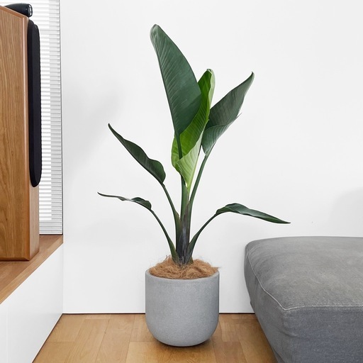 観葉植物 ストレリチア オーガスタ