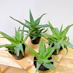 アロエ ブルビリフェラ Aloe bulbillifera 多肉植物の画像