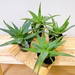 アロエ ブルビリフェラ Aloe bulbillifera 多肉植物の画像