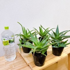 アロエ ブルビリフェラ Aloe bulbillifera 多肉植物の画像