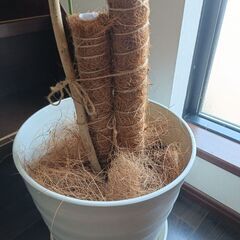 【値下げ/単品】フィカス ウンベラータ(大)の画像