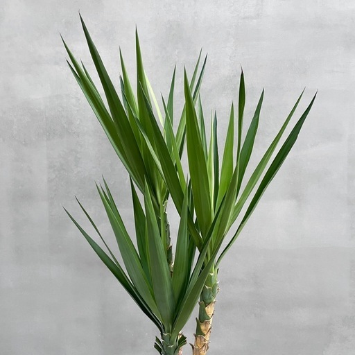 観葉植物 ユッカ アロイフォリア