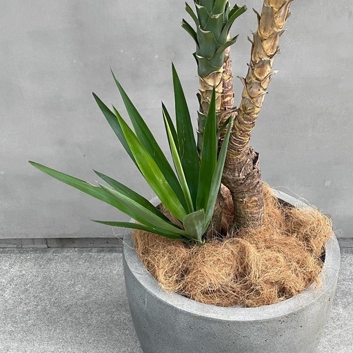 観葉植物 ユッカ アロイフォリア