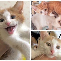 6/25(水)保護猫譲渡会では珍しい平日開催😸💓