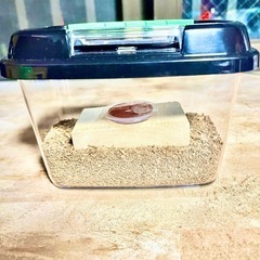 沖縄ノコギリクワガタ♂♀ペア💕激安出品キャンペーン💫の画像