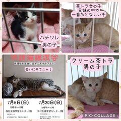 2025/7/6(日) 猫の譲渡会 名古屋市　 西区 🐾お…