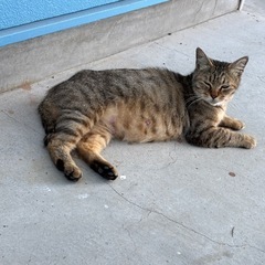 野良猫です。