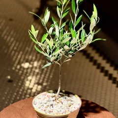 観葉植物　オリーブの木　高さ35cm　おしゃれな鉢と受け皿付き
