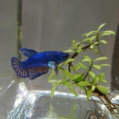 写真更新6/19　10自家繁殖ベタ♀　7ヶ月ハーフムーン