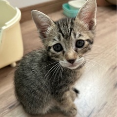 困った顔の可愛い子猫❤️