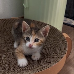 フワフワ可愛いミケちゃん❤️❤️