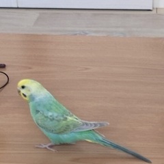 手乗りセキセイインコ　レインボー