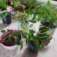 観葉植物ミニ(ハイドロカルチャー)　　　　　　の画像