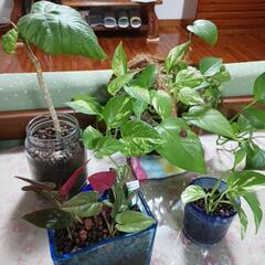観葉植物ミニ(ハイドロカルチャー)　　　　　　の画像