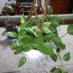 観葉植物ミニ(ハイドロカルチャー)　　　　　　の画像